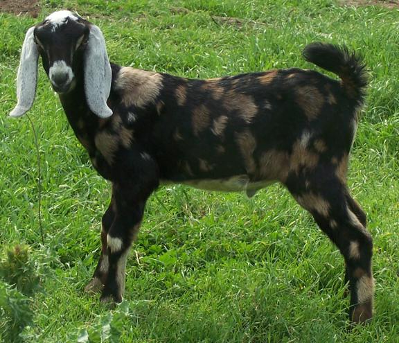Sold 2012 | Ashby Farms Goats