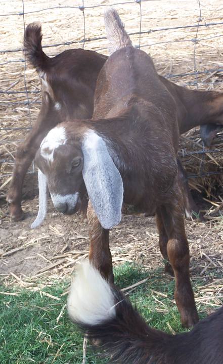 Ashby-Farms SLL Mr. Peanut