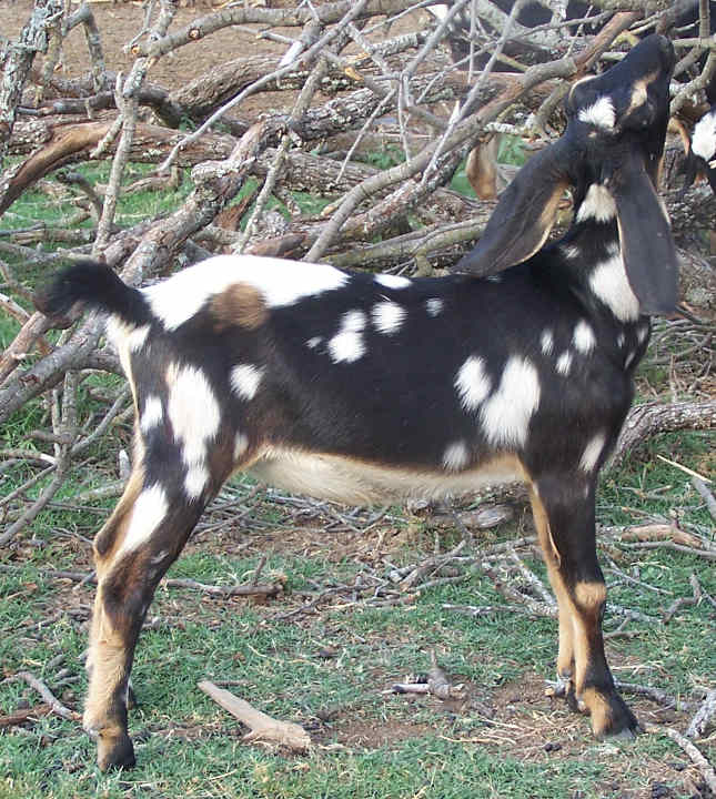 Ashby-Farms Chloette