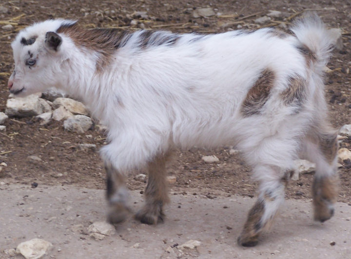 Ashby Farms Lonesome Blue Boy