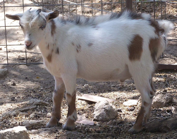 Ashby Farms Lonesome Blue Boy