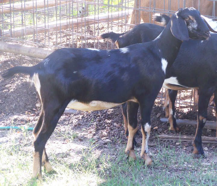 Ashby-Farms Spots Sugar Spot