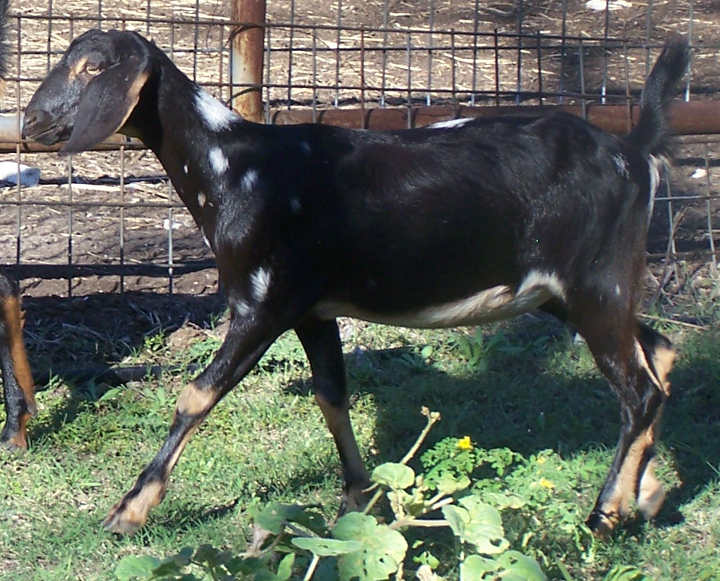 Ashby-Farms Sugar Spot