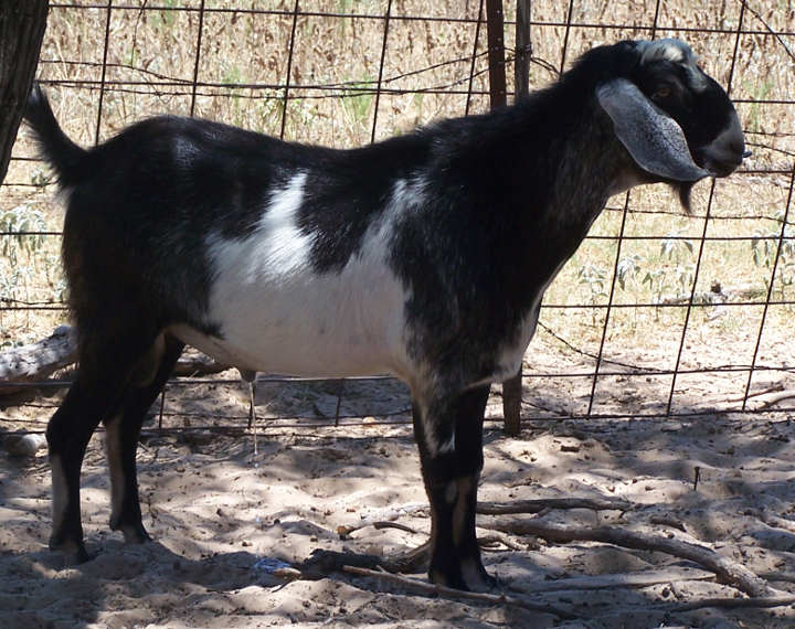 Ashby-Farms Flint's Chief