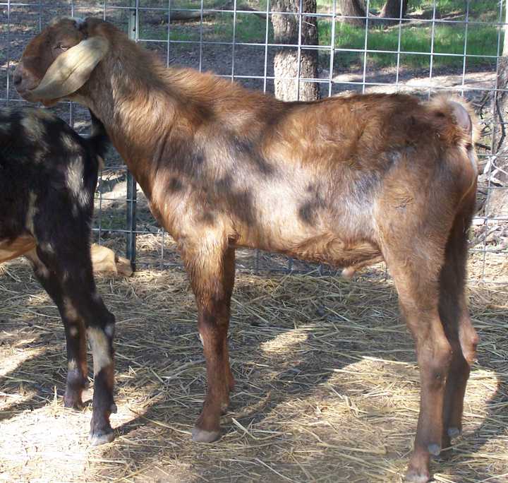 Ashby-Farms SLL Mr. Peanut