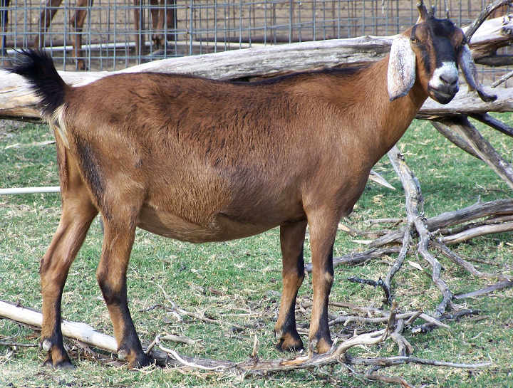 Ashby-Farms Coal's Bootsy