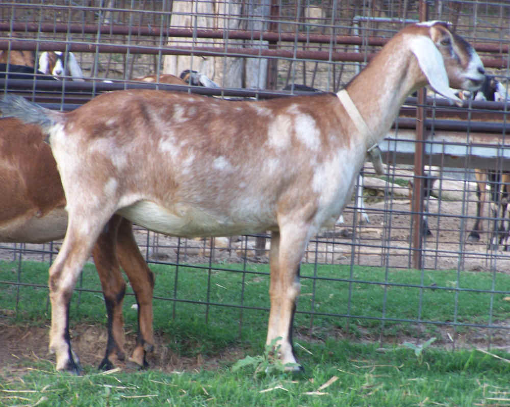 Ashby-Farms Aggie C