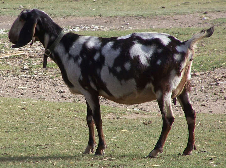 Ashby-Farms Black Ginny's Gem