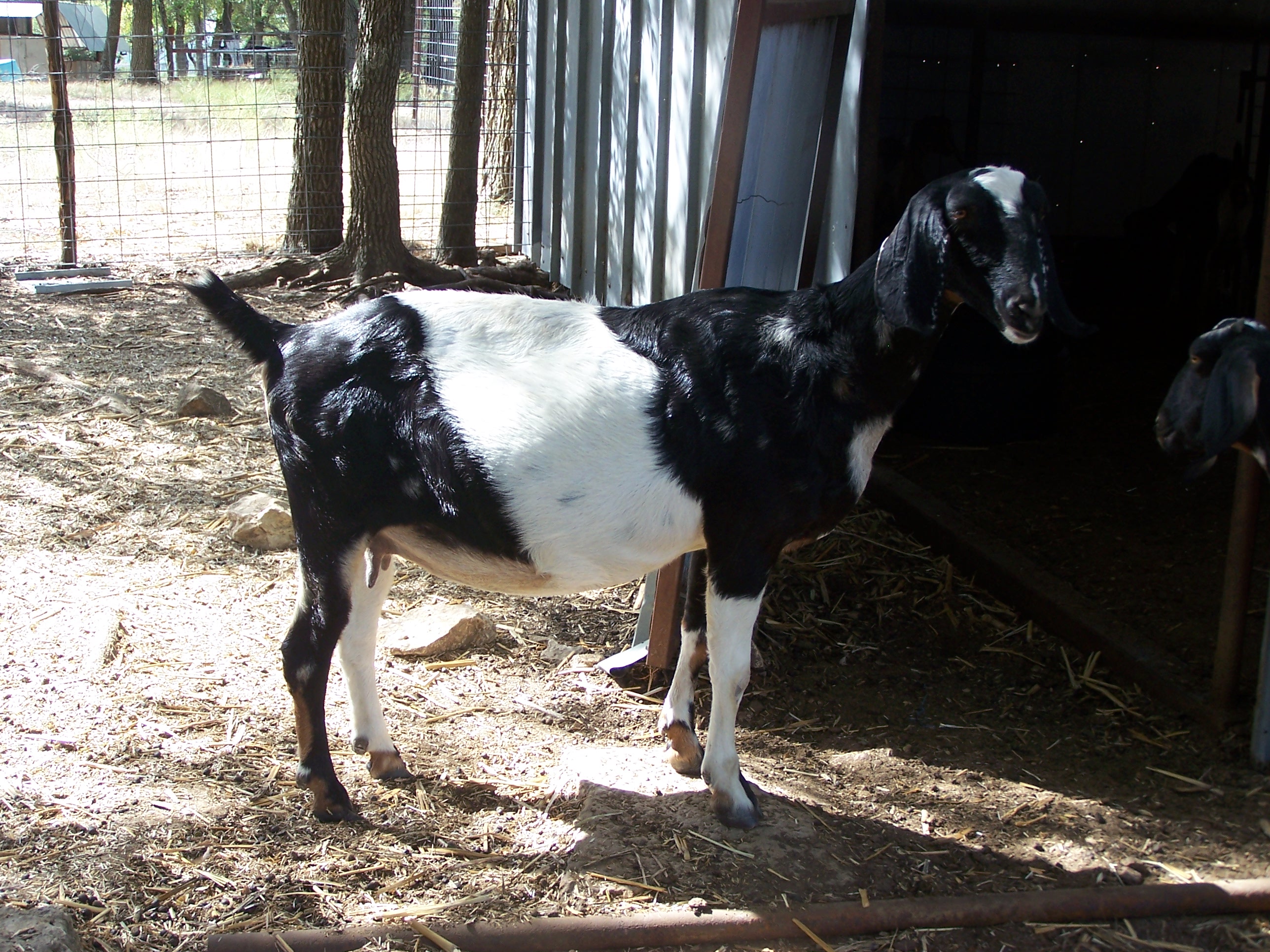 Ashby-Farms Caroline FDF Annie