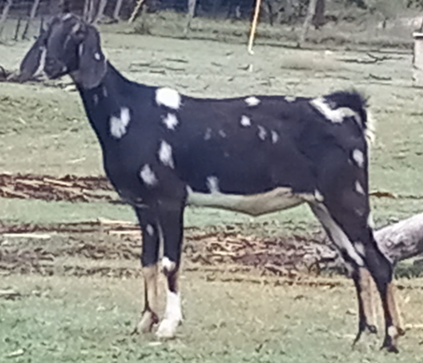 Ashby-Farms Levi Legg