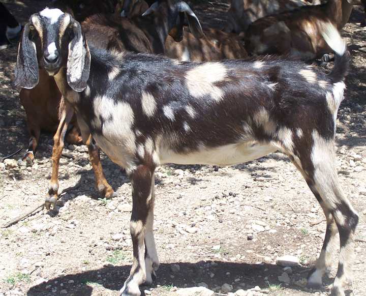 Ashby-Farms Levi's Cheeky