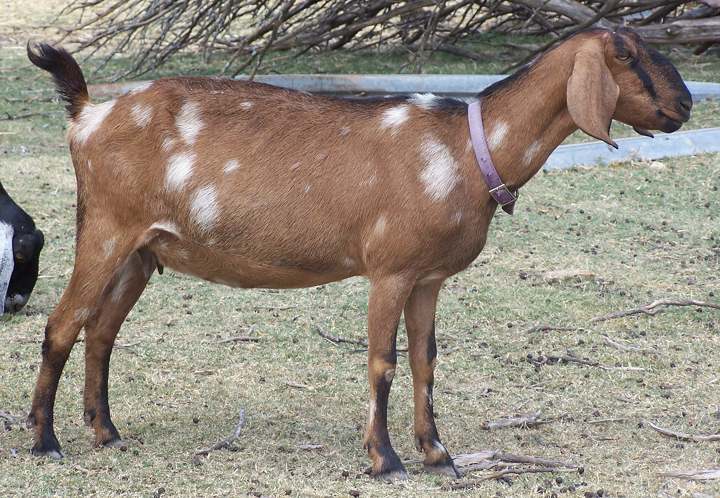 Ashby-Farms MRAA Piper