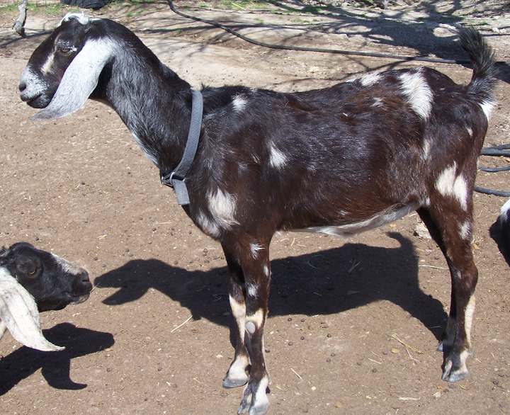 Ashby-Farms Levi Pop Rocks