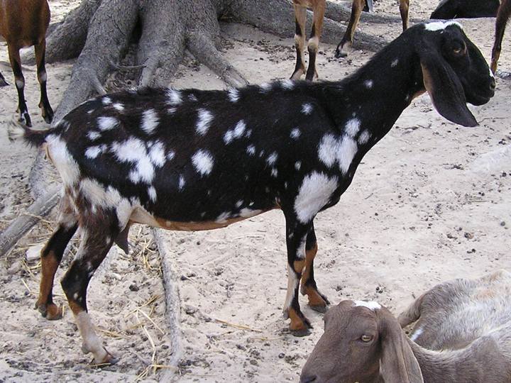 Ashby-Farms Squirts Sparkles