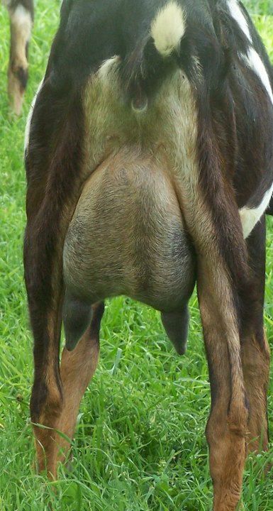 Ashby-Farms AFJ Tee Cup (first freshener, while feeding two buck kids)