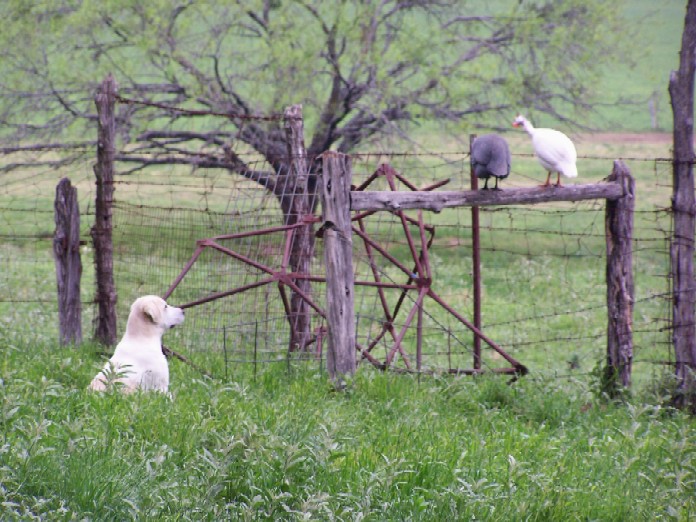 Abby and the Guineas