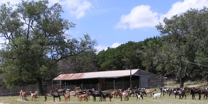 At the barn