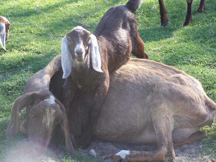 Peanut and her 2013 Buck Kid