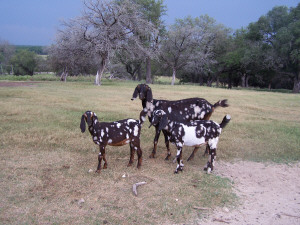 A view of our herd