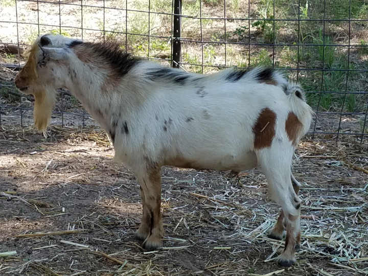 Ashby Farms Lonesome Blue Boy